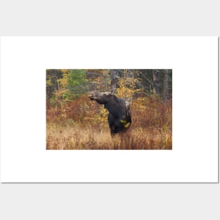 Shy - Canadian Moose - Algonquin Park, Canada Posters and Art